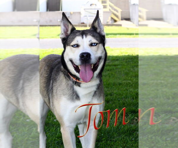 Medium Photo #1 - Mix Puppy For Sale in Evansville, IN, USA