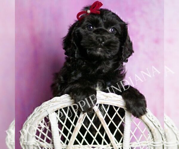Medium Photo #5 Cavapoo (Miniature) Puppy For Sale in WARSAW, IN, USA