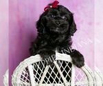 Small #4 Cavapoo (Miniature)