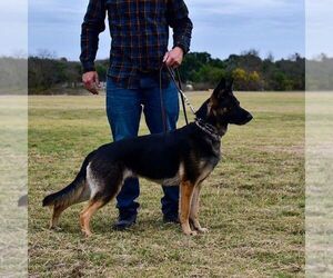 German Shepherd Dog Puppy for sale in ALEDO, TX, USA