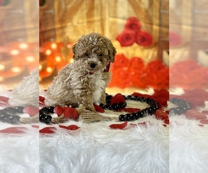 Poodle (Toy) Puppy for sale in RIPLEY, MS, USA