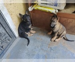 Small Photo #1 German Shepherd Dog Puppy For Sale in RICHMOND, VA, USA