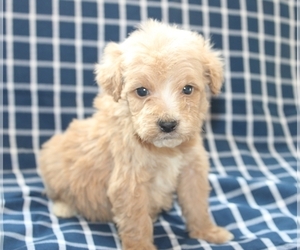 Goldendoodle (Miniature) Puppy for sale in BLMGTN, IN, USA