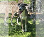 Small #1 Great Dane Mix