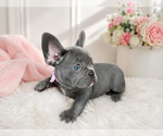 Small #1 French Bulldog