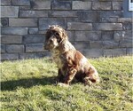 Small Photo #1 Cockapoo (Miniature) Puppy For Sale in WOOSTER, OH, USA