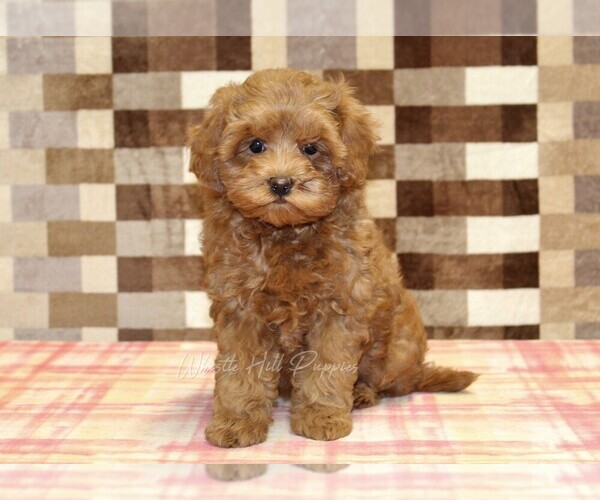 Medium Photo #3 Cavapoo Puppy For Sale in DENVER, PA, USA
