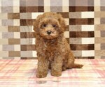 Small #2 Cavapoo