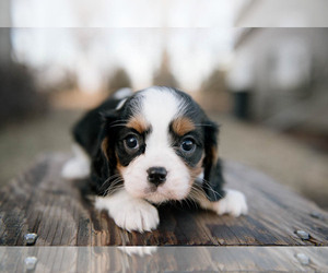 Cavalier King Charles Spaniel Puppy for sale in YANKTON, SD, USA