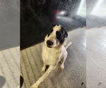 Small #2 Border Collie Mix