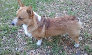 Father of the Pembroke Welsh Corgi puppies born on 07/10/2017