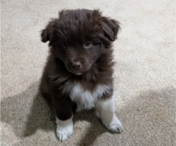 Medium Photo #1 Australian Shepherd Puppy For Sale in BOLIVAR, MO, USA