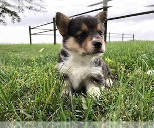 Pembroke Welsh Corgi Puppy for sale in ARTHUR, IL, USA