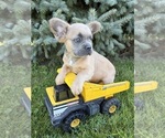 Small #1 French Bulldog