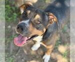 Small American Pit Bull Terrier-German Shepherd Dog Mix