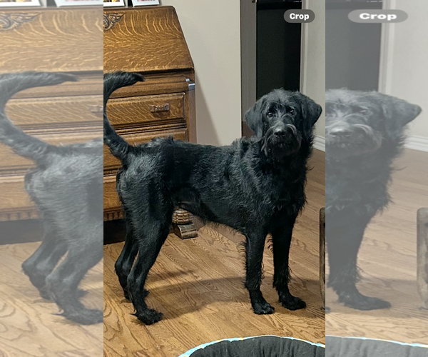 Medium Photo #6 Labradoodle Puppy For Sale in Princeton, MN, USA