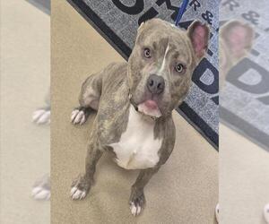 Mutt Dogs for adoption in Decatur, IL, USA