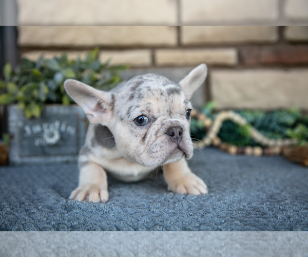 Medium Photo #2 French Bulldog Puppy For Sale in SUGARCREEK, OH, USA