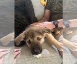 Small Photo #2 Akita-Huskies  Mix Puppy For Sale in DUBLIN, CA, USA