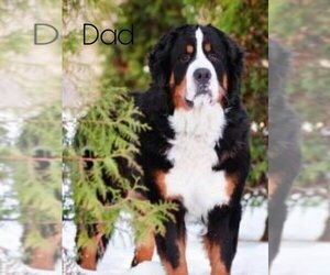 Father of the Bernese Mountain Dog puppies born on 10/17/2021