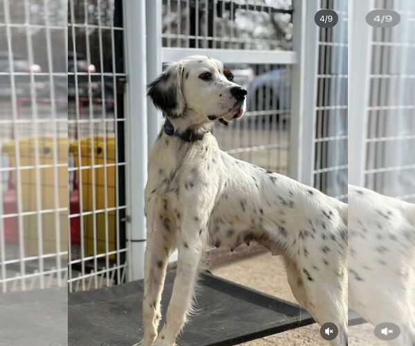 Medium Photo #1 English Setter-Pointer Mix Puppy For Sale in Agoura Hills, CA, USA