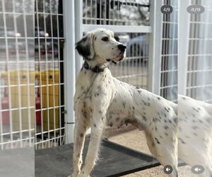 English Setter-Pointer Mix Dogs for adoption in Agoura Hills, CA, USA