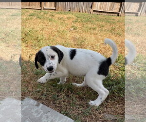 Labrador Retriever-Unknown Mix Dogs for adoption in The Woodlands, TX, USA