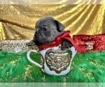 Small Photo #70 French Bulldog Puppy For Sale in HAYWARD, CA, USA