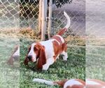 Small #5 Basset Hound