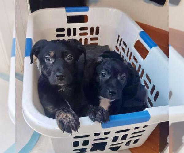 Medium Photo #1 Treeing Walker Coonhound-Unknown Mix Puppy For Sale in Dedham, MA, USA