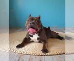 Small #1 Bulldog Mix