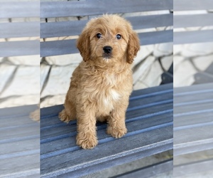Goldendoodle Puppy for sale in SAN DIEGO, CA, USA