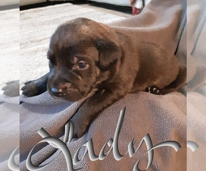 American Staffordshire Terrier-Catahoula Leopard Dog Mix Puppy for sale in JACKSONVILLE, NC, USA