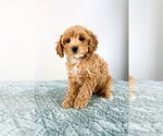Small #2 Cavapoo (Miniature)