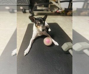 Rat Terrier Dogs for adoption in Plantation, FL, USA