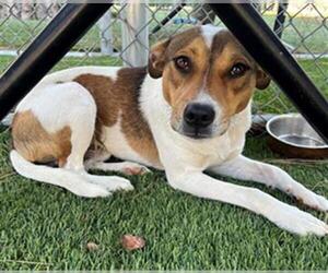 Australian Cattle Dog Dogs for adoption in Downey, CA, USA