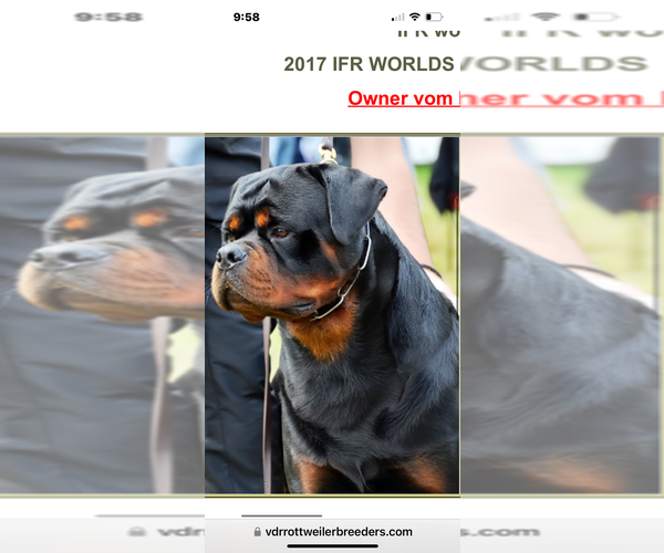 Medium Photo #8 Rottweiler Puppy For Sale in HOUSTON, AR, USA