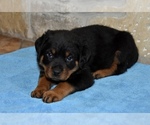 Small Photo #3 Rottweiler Puppy For Sale in CELE, TX, USA