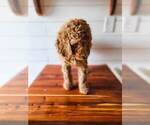 Small Photo #5 Poodle (Standard) Puppy For Sale in WAGENER, SC, USA
