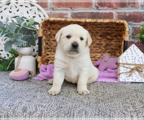 Medium Photo #4 Labrador Retriever Puppy For Sale in SYRACUSE, IN, USA