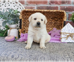Small #3 Labrador Retriever