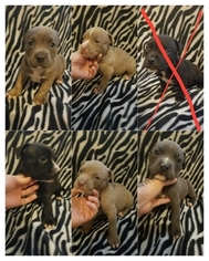 American Bully Puppy for sale in MCALESTER, OK, USA