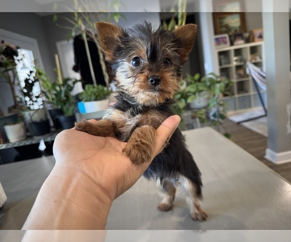 Medium Photo #6 Yorkshire Terrier Puppy For Sale in BROOKLAND, AR, USA