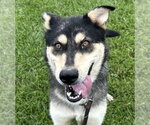 Small #7 Siberian Husky Mix
