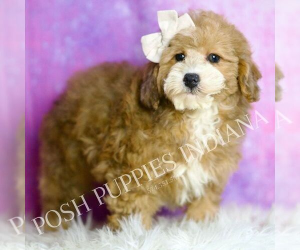 Medium Photo #41 Poodle (Miniature) Puppy For Sale in WARSAW, IN, USA