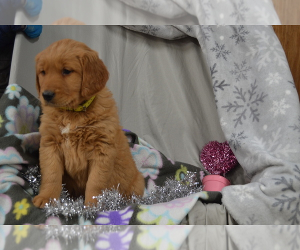 Medium Photo #23 Golden Retriever Puppy For Sale in GREENWOOD, WI, USA