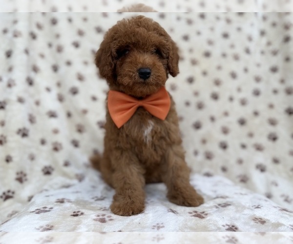 Medium Photo #3 Cock-A-Poo Puppy For Sale in LAKELAND, FL, USA