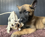 Small #2 Belgian Malinois