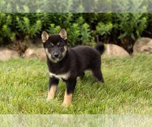 Shiba Inu Litter for sale in MILLERSBURG, IN, USA