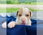 Small Photo #2 Catahoula Leopard Dog-Unknown Mix Puppy For Sale in YELLVILLE, AR, USA